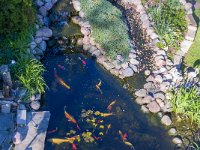 DJI_0156.jpg  Koi Pond, North East Circle, Norwood Park, Chicago