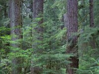 Ferns and Spruce  Near Fall Creek, Olympic National Park