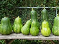 Squash Family  Norwood Park, IL.  September 2012 : Kramers